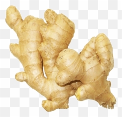 Download Ginger 1 Kg - Ginger Root Hd Png Download Uokplrs Indian Ginger,Ginger Png