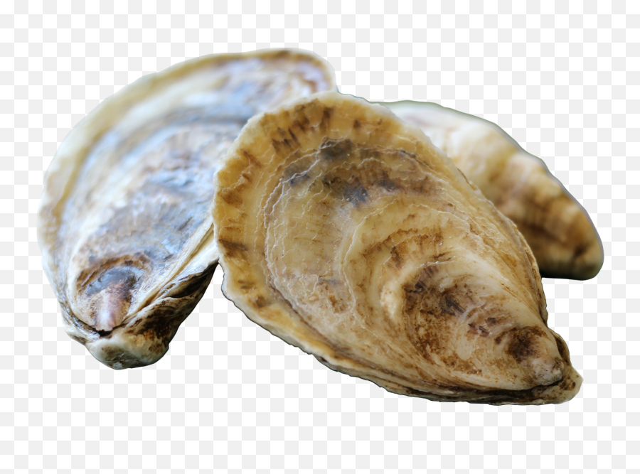 Deon Oyster Company - Tiostrea Chilensis Png,Oysters Png