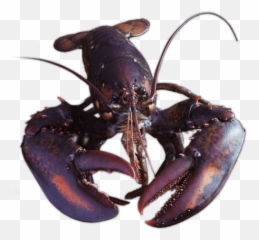 Whole Raw Lobster U0026 Tail - Gourmet Chef Packers Gourmet Chef Packers Limited Png,Lobster Png