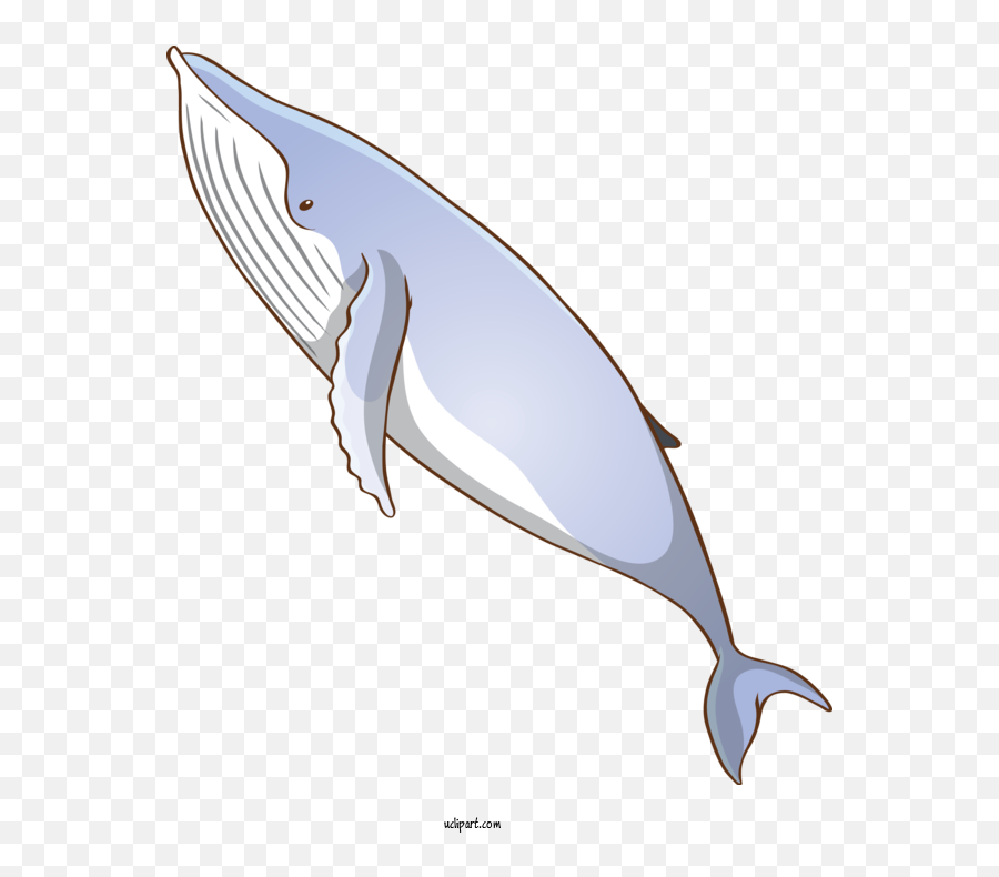 Animals Fin Bottlenose Dolphin Blue Whale For - Whale Fish Png,Blue Whale Png
