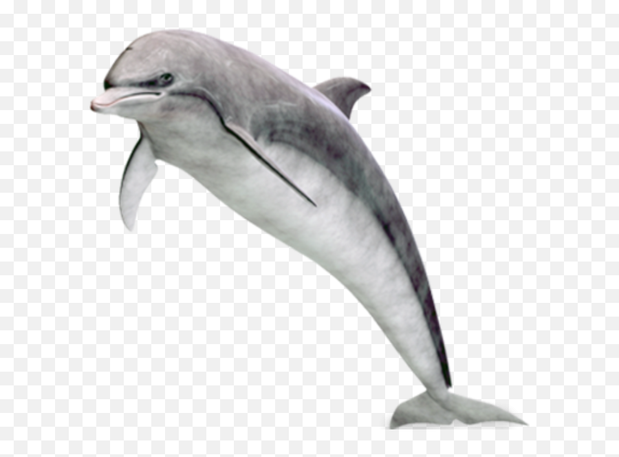 Dolphin Png Transparent Background Image For Free Download - Dolphin Jumping Out Of Water Transparent,Dolphin Transparent Background