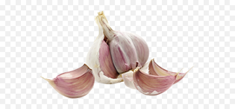 Garlic Free Png Image Download 28 Images - National Garlic Day,Garlic Png