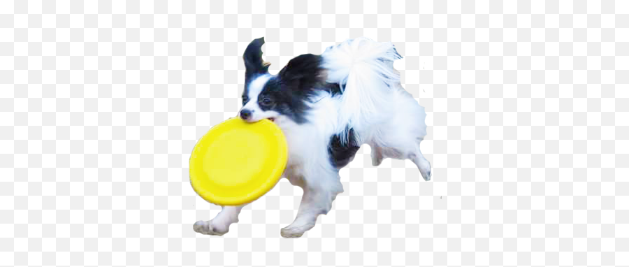 Washington Frisbee Dogs - Dog Catching Frisbee Png,Frisbee Png