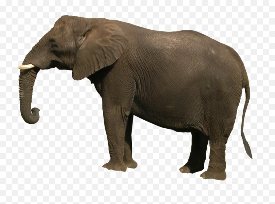 Best Free Elephant Png Image - Elephant Images Hd Png,Elephant Transparent Background