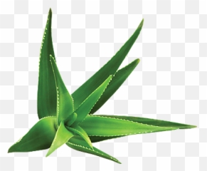 Aloe Vera - The herbarium PAGÈS thé u0026 infusions png