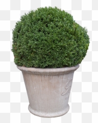 Download Vase Transparent - Free Transparent Png Images Big Vase With Tree,Minecraft Tree Png
