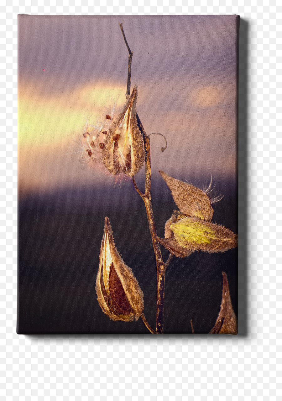 Gallery Wrapped Canvas Wall Art - Twig Png,Weed Icon 16x16