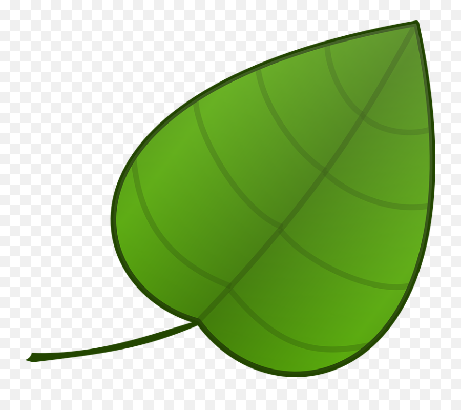 Aka Ivy Png Picture 1973459 - Big Leaf Clipart,Ivy Png