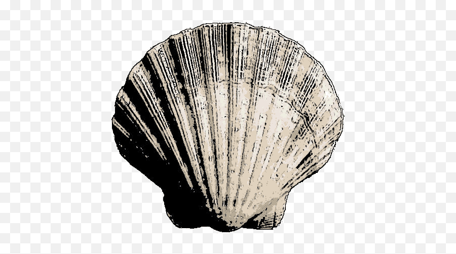 Bivalve Sea Shell - Bivalve Png,Sea Shell Png