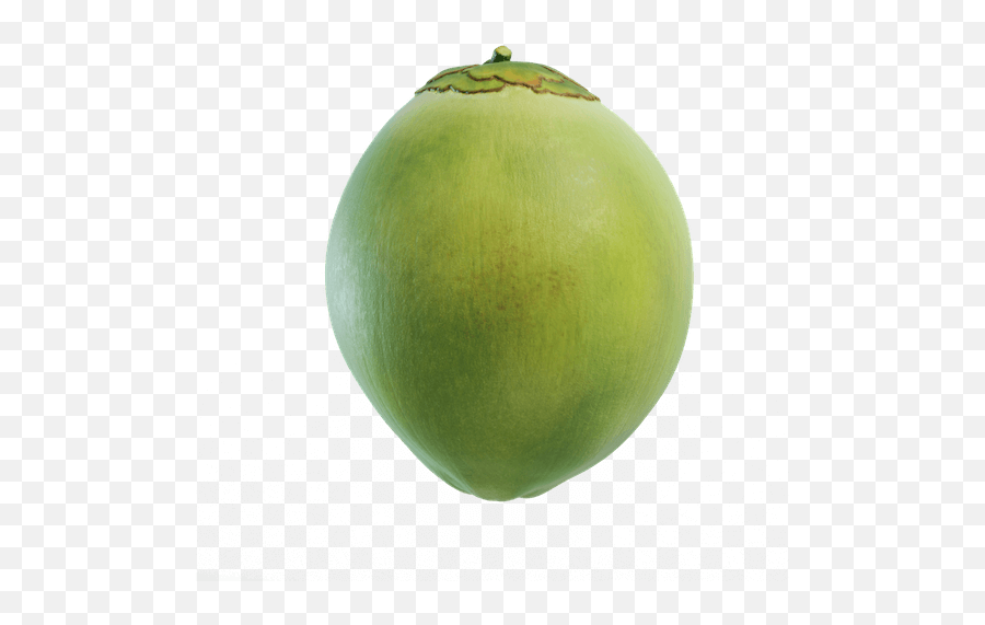 Green Coconut Png Picture 535010 - Coconut Transparent Green,Coconut Png
