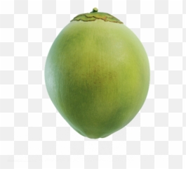 Green Coconut Png Picture 535010 - Coconut Transparent Green,Coconut Png