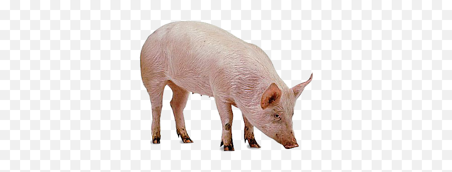 Pig Png Transparent - Pigs Chickens And Goats,Pig Png