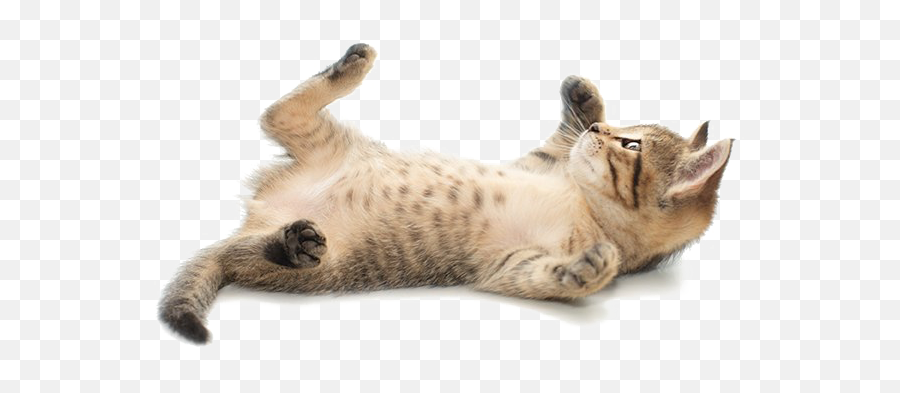 Cute Cat Png Image - Playing Kitten Png,Cute Cat Png