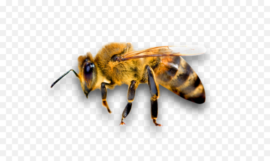 Png Bee - Bee Png,Bee Transparent Background