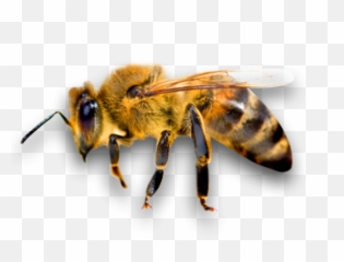 Png Bee