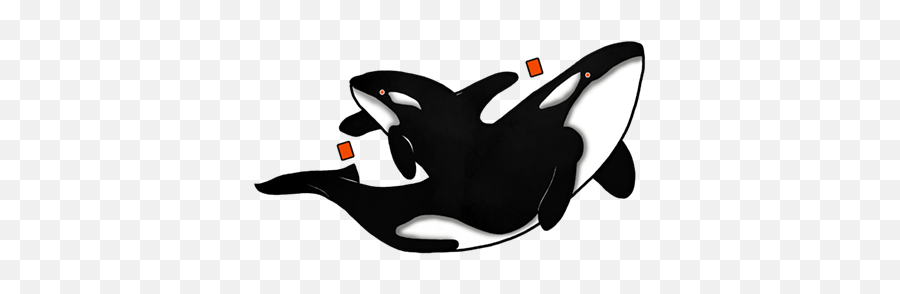 T - Illustration Png,Orca Png