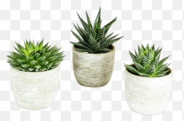 Rock Succulent Collection Png