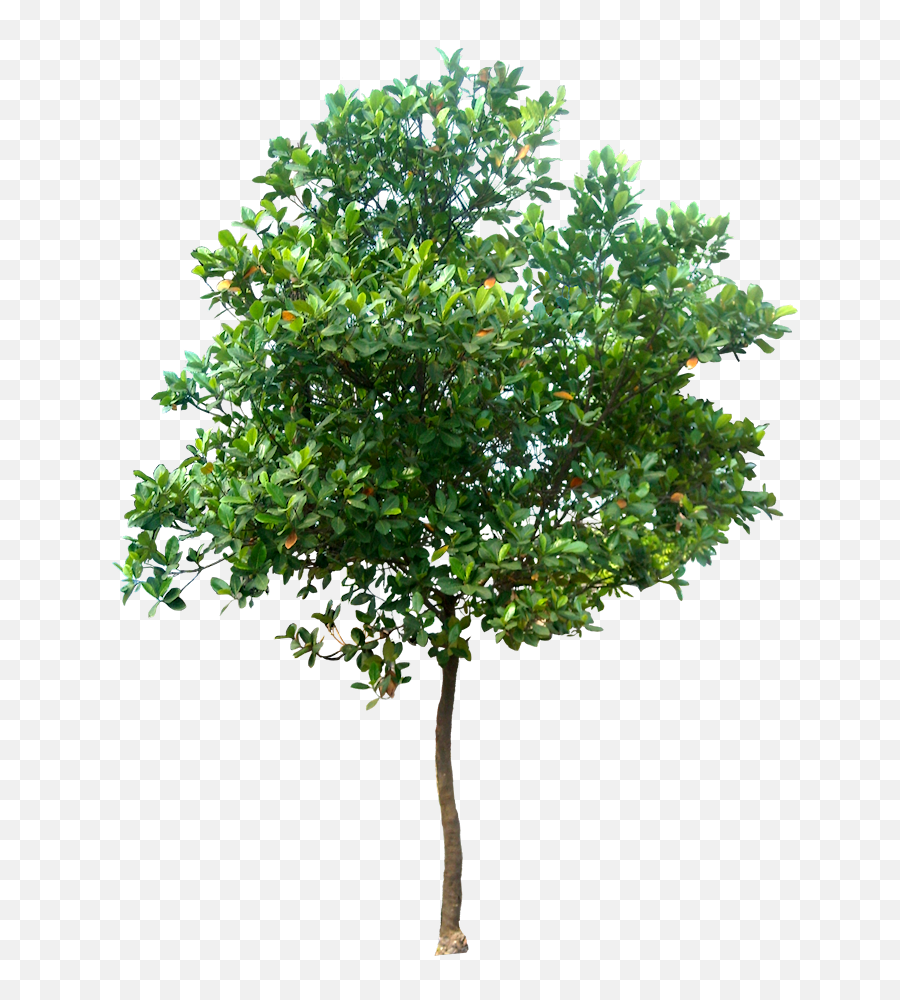 20 Free Tree Png Images - High Resolution Trees Png,Fruit Tree Png