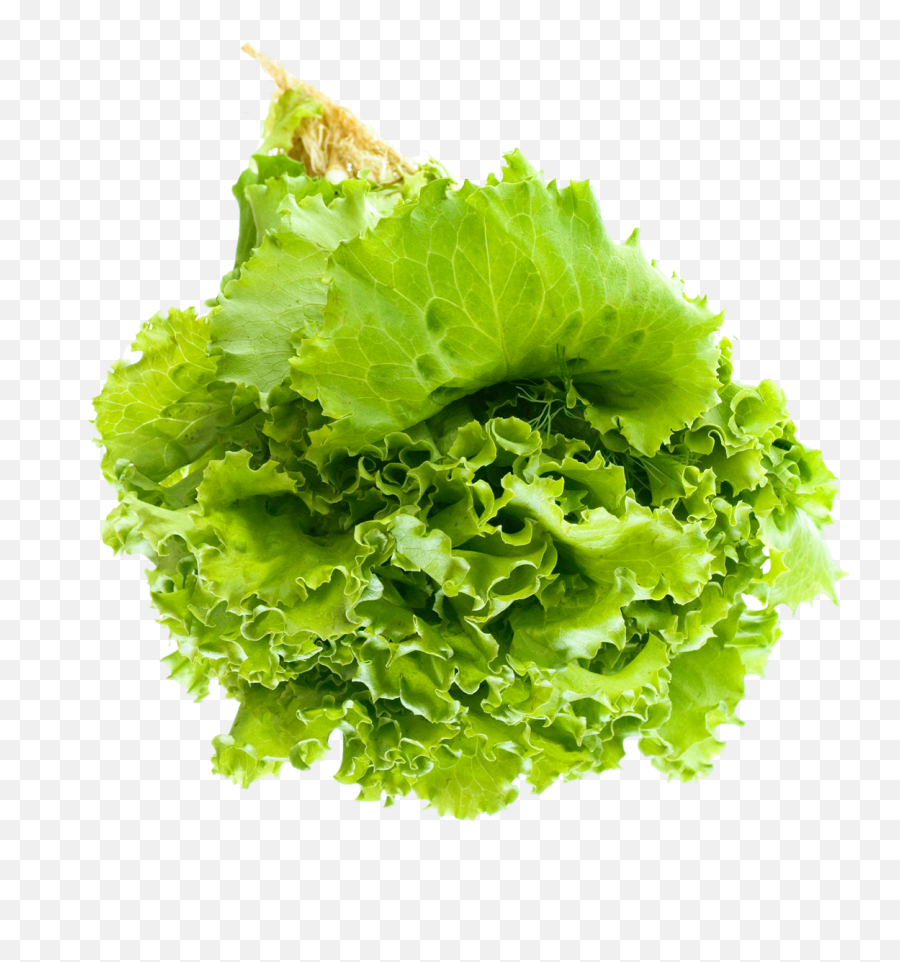 Salad Leaf Png Image For Free Download - Lettuce Leaf Png,Salad Transparent Background