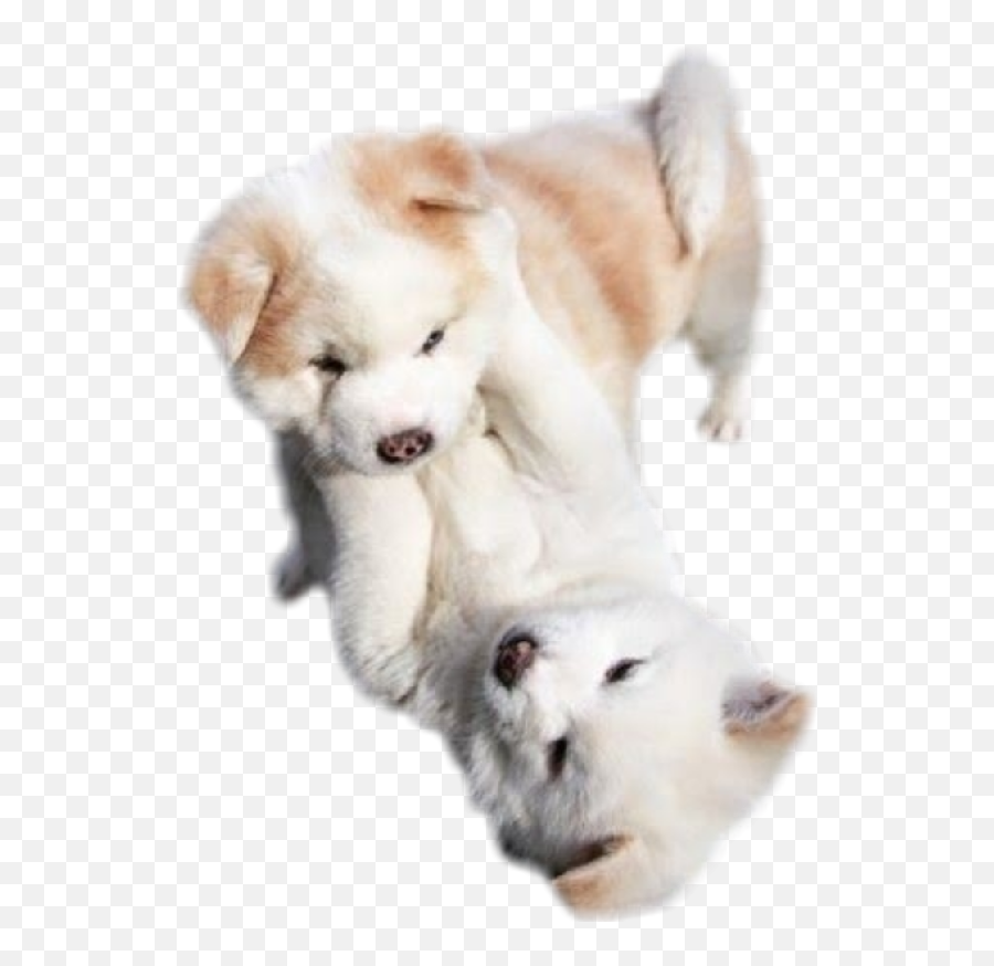 Cute Puppies Puppy Cutie Love Sticker By U2014 Pngs - Puppies Playing With Each Other,Cute Puppy Png