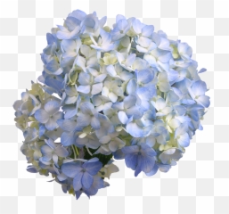 Hydrangea Transparent Antique Blue Png