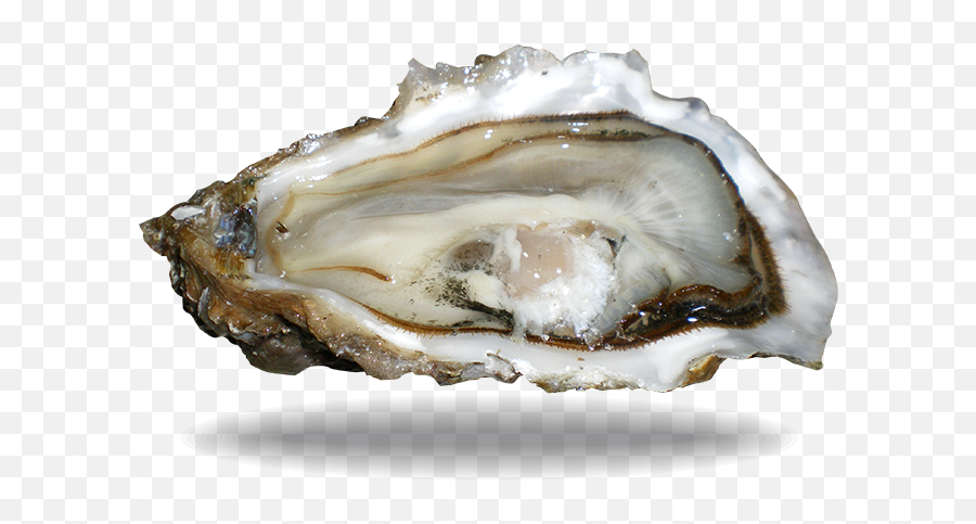 Fine De Claire Oyster Lambert Marennes - Oysters Png,Oysters Png