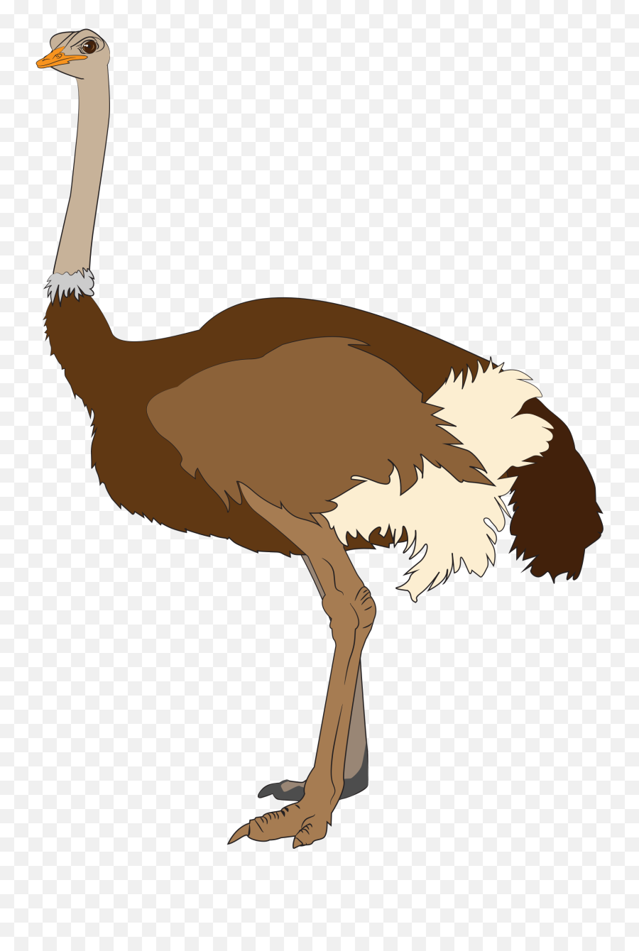 Ostrich Png - Clipart Images Of Ostrich,Ostrich Png