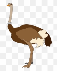 Ostrich Png - Clipart Images Of Ostrich,Ostrich Png