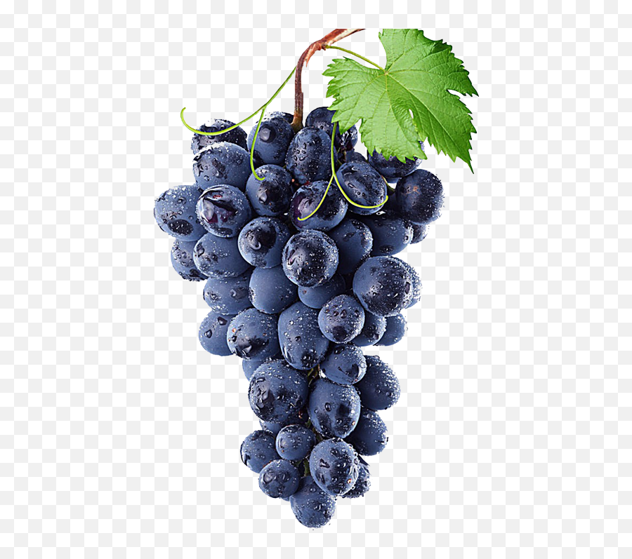 Concord Grapes Png Transparent - Grapes Blue,Grapes Transparent Background