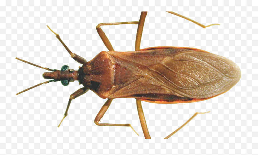 Download Brown Bug Png Clipart Background - Chaga Insect Png Bugs That Look Like Cockroaches Ontario,Bug Png