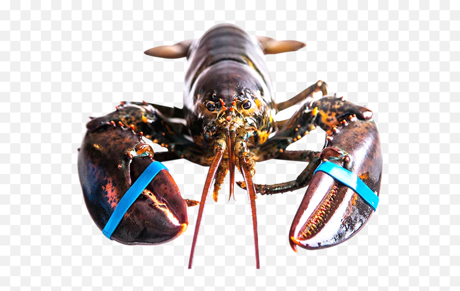 Live Canadian Lobsters For Export Air Lobster - American Lobster Png,Lobster Png