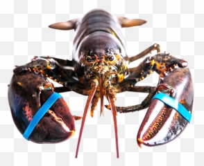 Live Canadian Lobsters For Export Air Lobster - American Lobster Png,Lobster Png