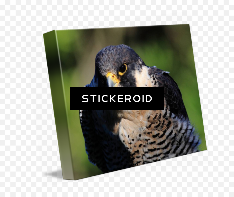 Download Peregrine Falcon Birds - Portable Network Graphics Png,Hawk Png