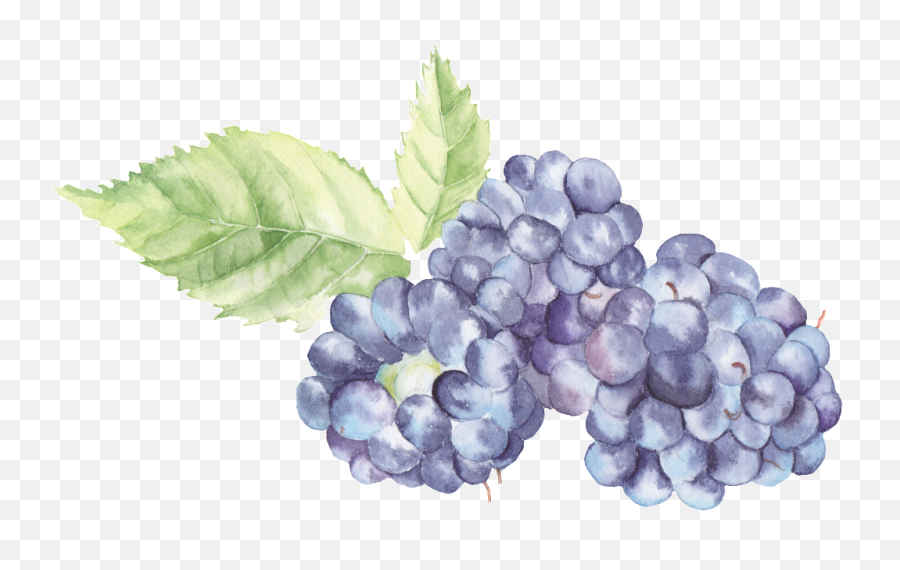 Transparent Watercolor Blackberries Png - Watercolor Grapes Png,Blackberries Png