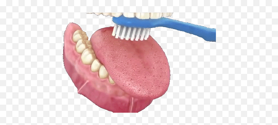 Tongue Transparent Toothbrush Dentistry - Brush Your Tongue Gif Png,Tongue Transparent