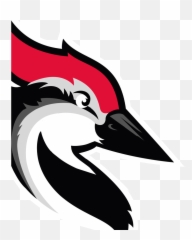 Cold Emails U0026 Follow - Ups Woodpeckerco Woody Woodpecker Bird Logo Png,Woodpecker Png