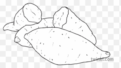 Yams Black And White Illustration - Yam Black And White Png,Yam Png