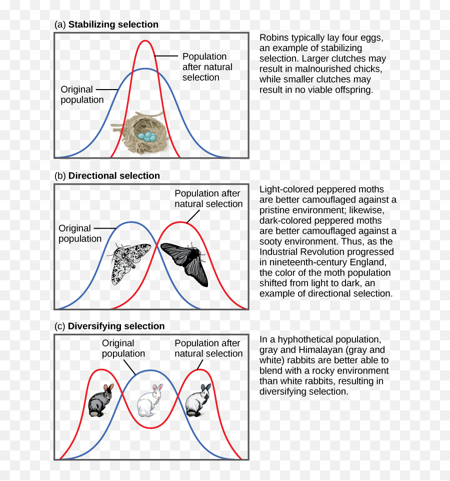 Adaptive Evolution - Types Of Natural Selection Png,Natural Selection 2 Icon