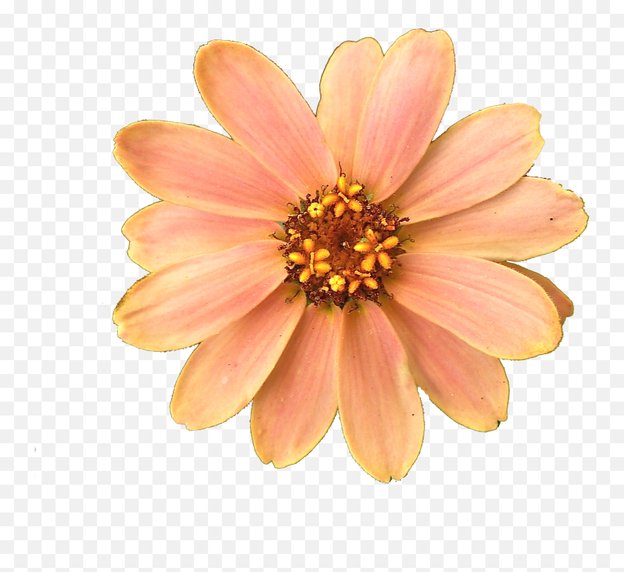 Flower Transparent Png Picture - Flower Png,Flowers Png Transparent