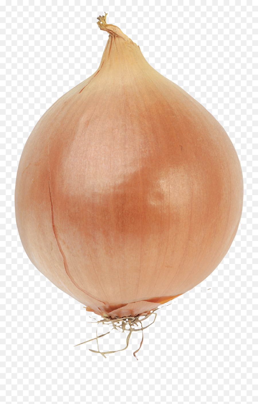 Onion Png Images Free Download - Onion Transparent Background,Onion Png