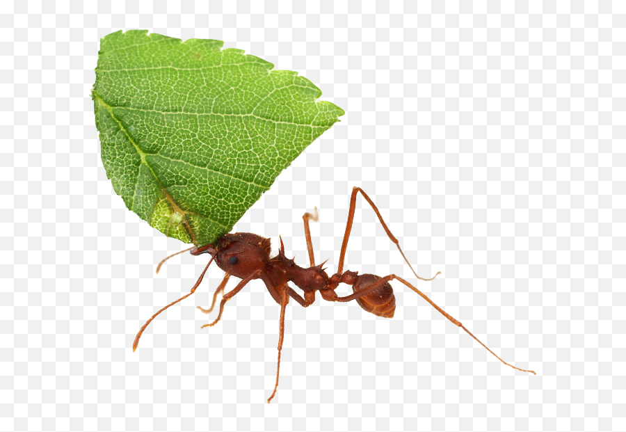 Ant Transparent Background Png - Leaf Cutter Ant Transparent Background,Ant Png