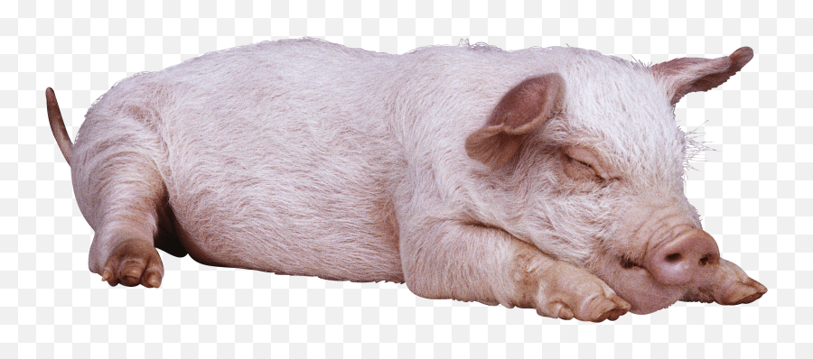 Download Sleeping Pig Png Image For Free - Sleeping Pig Png,Pig Png