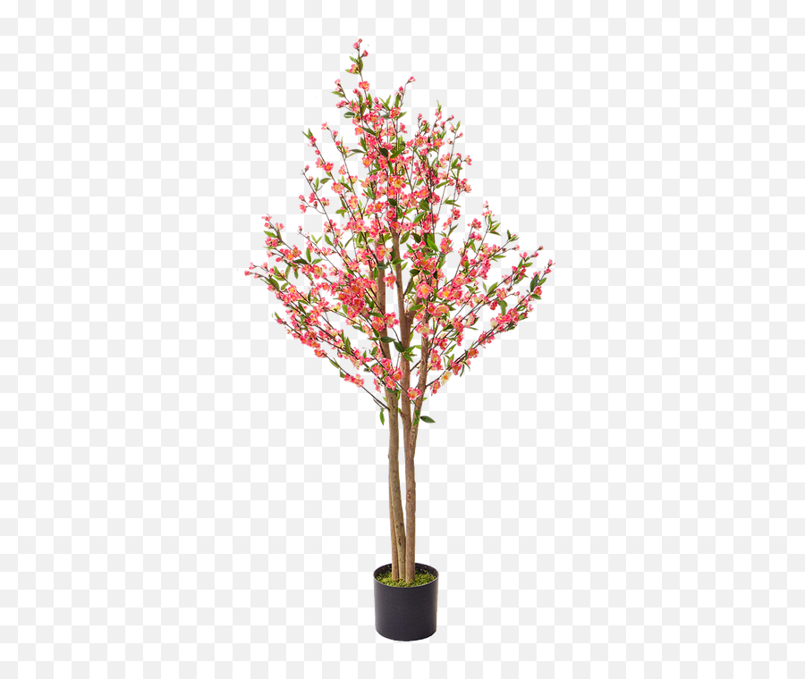 Cherry Blossom Mysite 4 - Artificial Flower Png,Cherry Blossom Tree Png