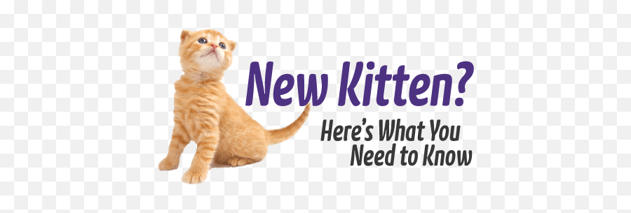 You Got A New Kitten Now What - Things You Need When You Get A Kitten Png,Kittens Png