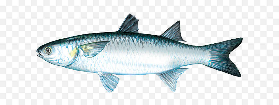 Mullet Fish - Mullet Fish Png,Mullet Png