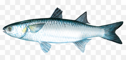 Mullet Fish - Mullet Fish Png,Mullet Png