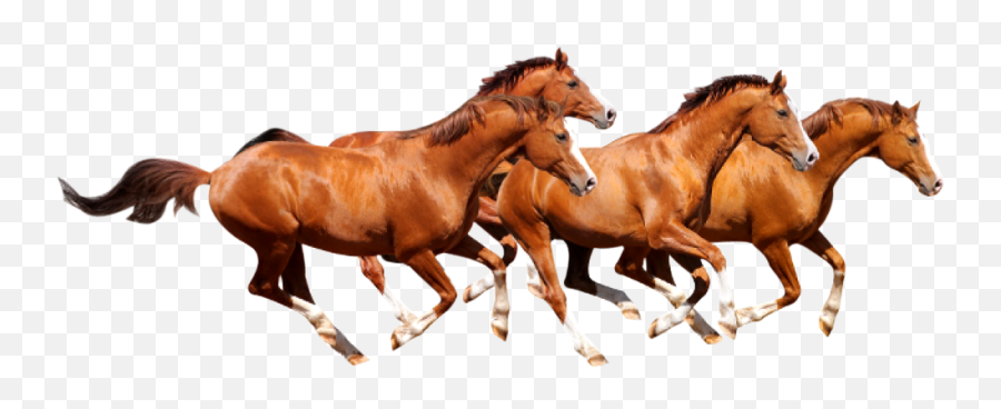 Clipart Image Four Horse Png Runing - Horses Png,Horse Clipart Png