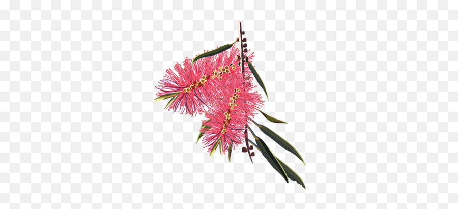 Australian Plants Png 1 Image - Bottle Brush Line Drawing,Flower Bushes Png