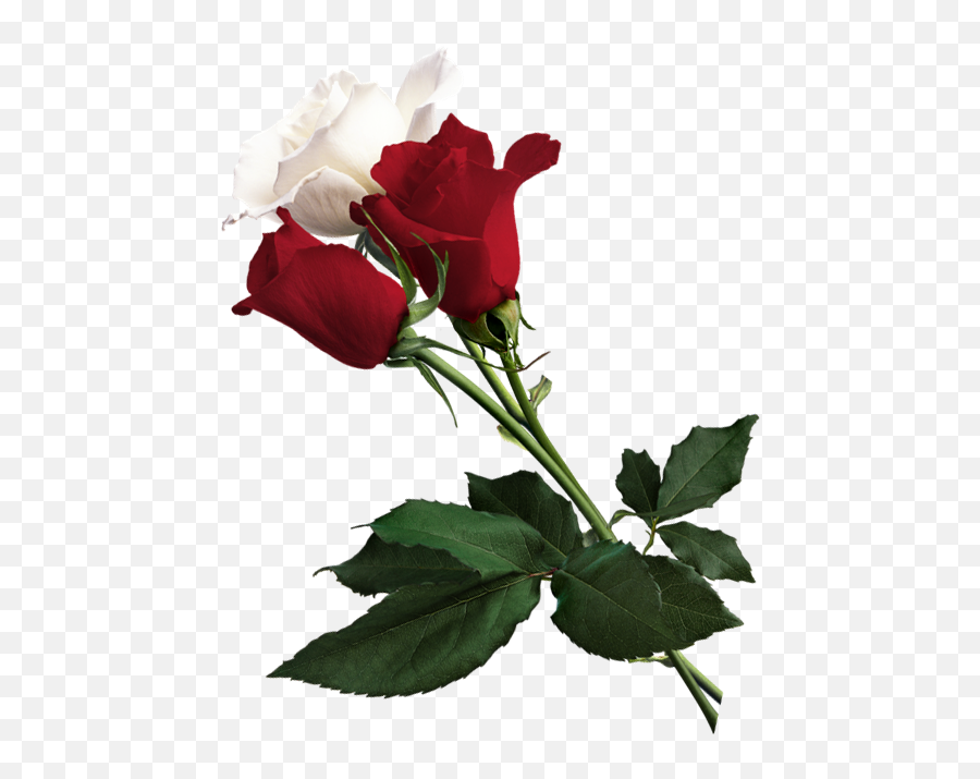 White Rose Of York Flower Red - White And White And Red Rose Png,White Roses Png