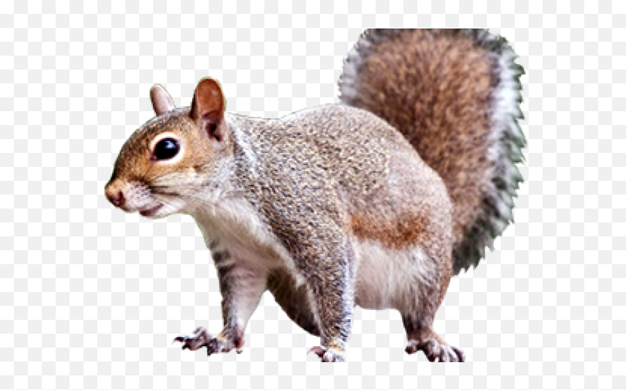Clipart Squirrel Realistic - Squirrel Clip Art Free Png,Squirrel Transparent Background